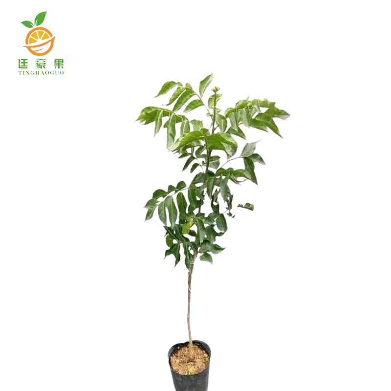 廷豪果 果树树苗 可选品种 高度1m-1.2m /棵高清大图