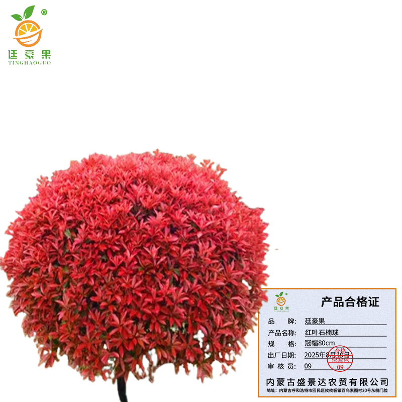 廷豪果 红叶石楠球 冠幅80cm /棵高清大图
