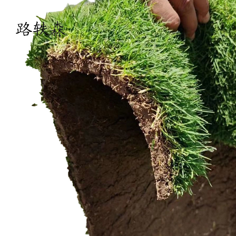 路轶森 马尼拉草皮 100*100cm 平方米高清大图