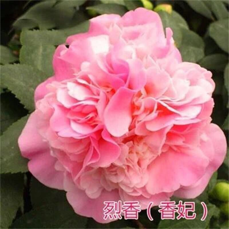 茶花盆栽五色赤丹带花苞四季香妃树苗山茶花盆栽室内烈香浓香型 香妃 2年苗[明年开花]小苗