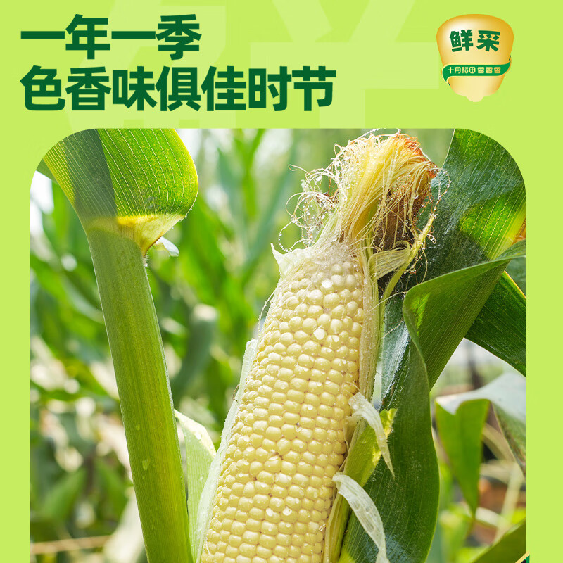 十月稻田鲜食白糯玉米1.56kg(260g*6)高清大图