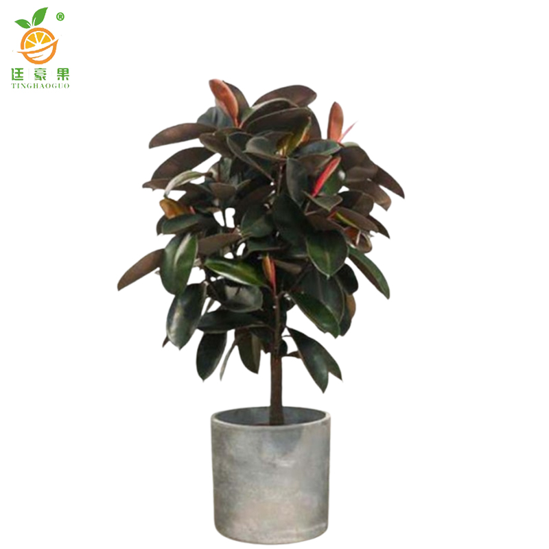 廷豪果 橡皮树盆栽 90cm高 /盆高清大图