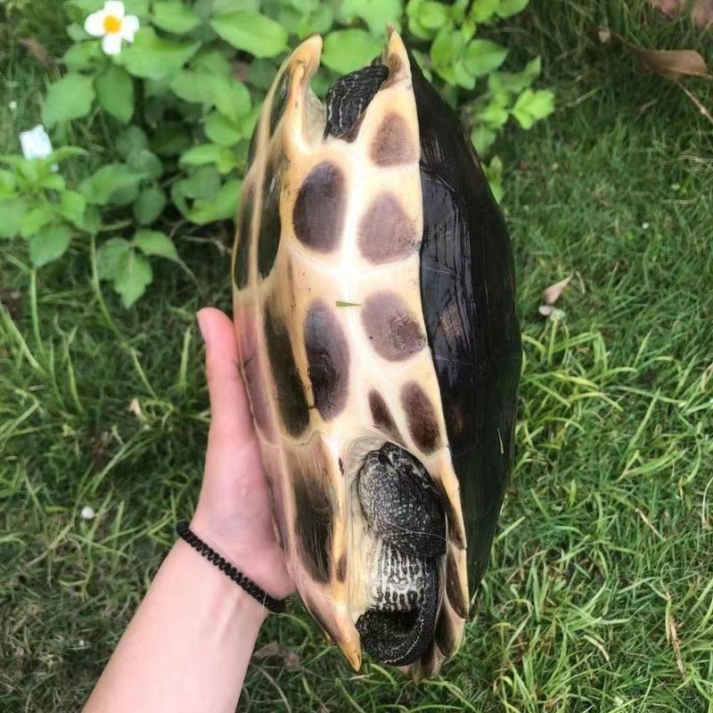 草龟花龟中华草珍珠1725斤视频