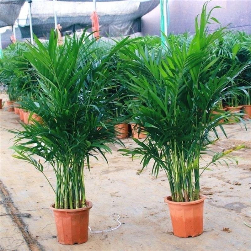 同款散尾葵室内盆栽客厅吸甲醛好养绿植大型植物凤尾竹