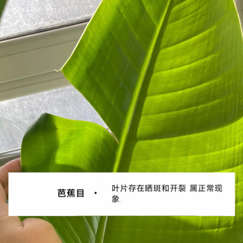 是尚 绿植 SS-004/盆高清大图
