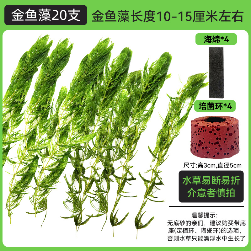 金鱼藻蜈蚣草水草植物绿菊鱼缸造景水培真草养鱼草缸绿植净水新手