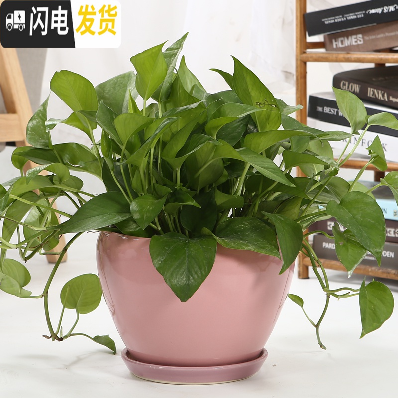 三维工匠陶瓷花盆带托盘特大号简约室内桌面家用绿萝加厚花盆陶瓷 118加大加厚(哑黑) 大花盆容器高清大图