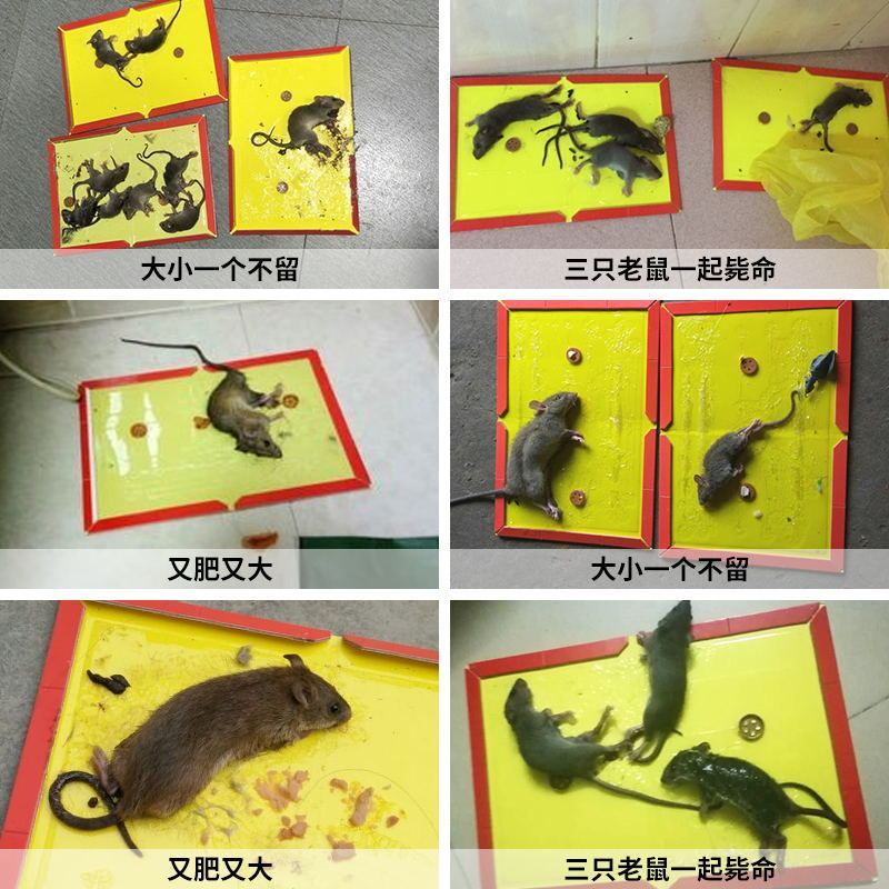 科凌虫控 15张老鼠贴 超强力粘鼠板 抓大老鼠夹灭鼠胶家用捕鼠神器