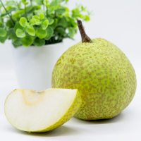 山东莱阳梨烟台特产新鲜水果脆甜2.5kg
