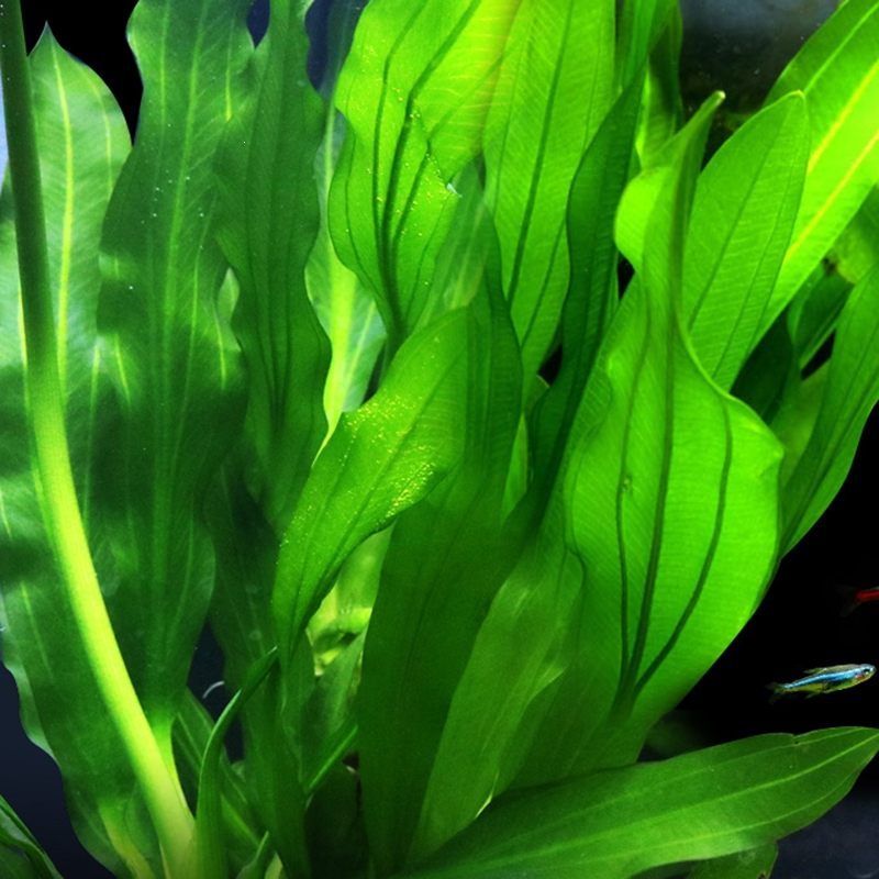 大九叶皇冠草真水草鱼缸装饰活体懒人水草淡水有茎类中后景阴性草报价 参数 图片 视频 怎么样 问答 苏宁易购