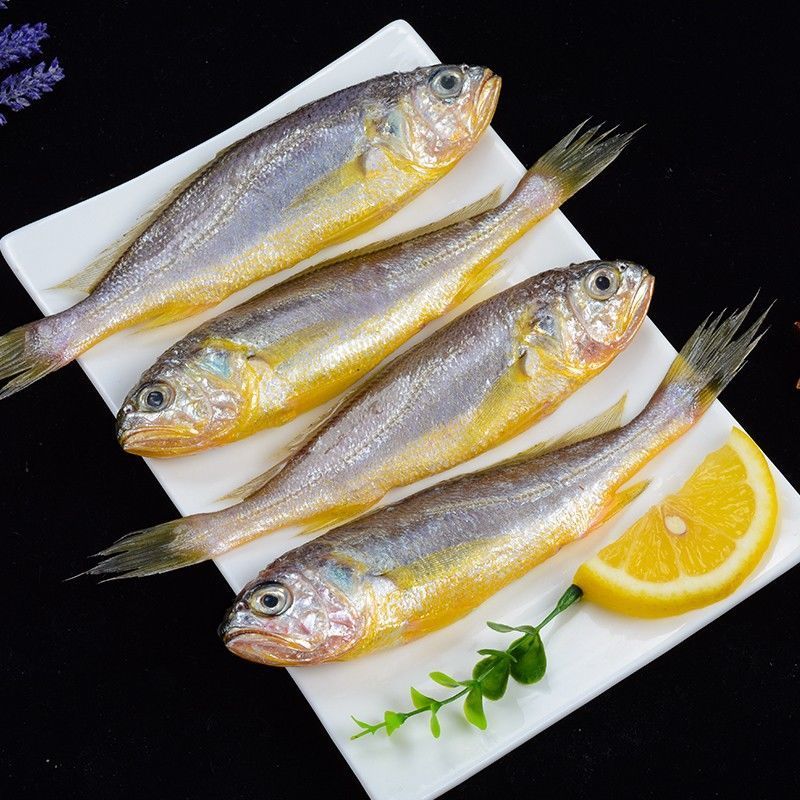 东海海捕海鲜黄花鱼海鲜小黄鱼海鲜鲜活黄花鱼海鲜鲜活小黄鱼 5斤装
