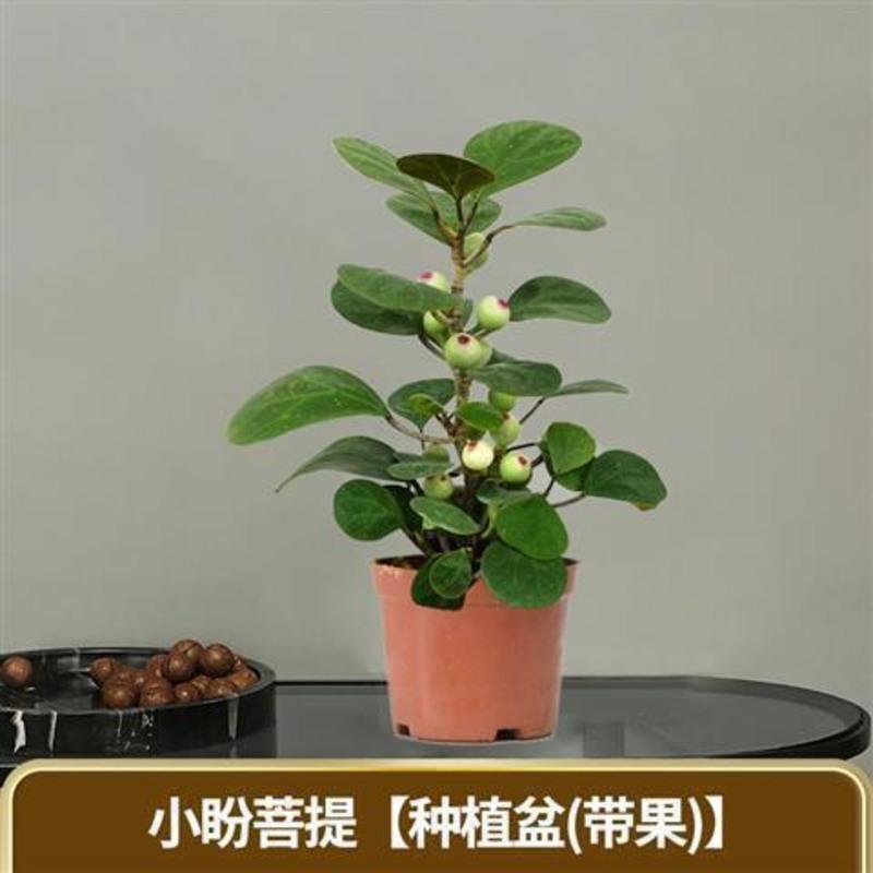 小盼菩提树发财树盆栽植物室内小叶紫檀招财懒人绿植花卉四季常青 推荐:[带果]总高度20-25cm