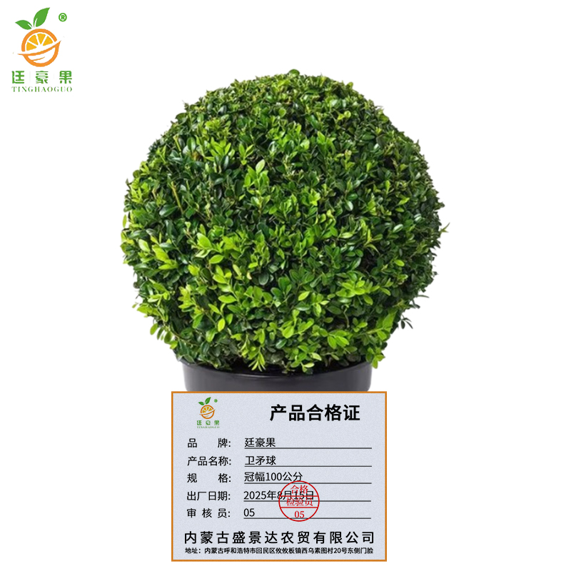廷豪果 卫矛球 冠幅100公分 /棵高清大图