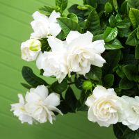 大盆栀子花+简易盆 【大盆栀子花带花苞发货】栀子花盆栽室内花卉绿植水培除甲醛植物