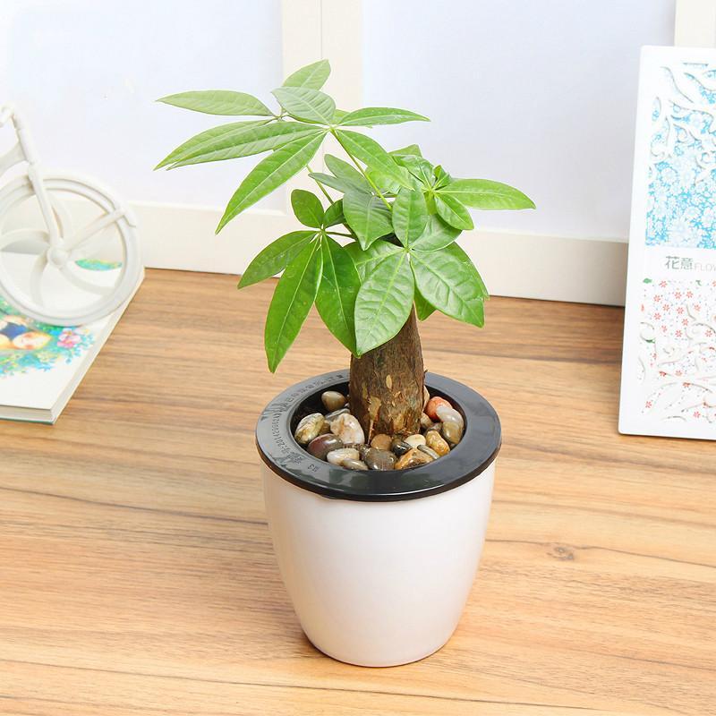 懒人盆种植苗绿植盆栽绿植园艺财树吸甲醛绿萝绿色植物栀子花卉