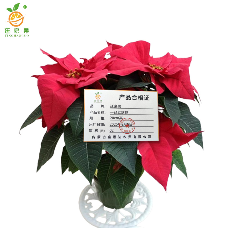 廷豪果 一品红盆栽 20cm高 /棵高清大图