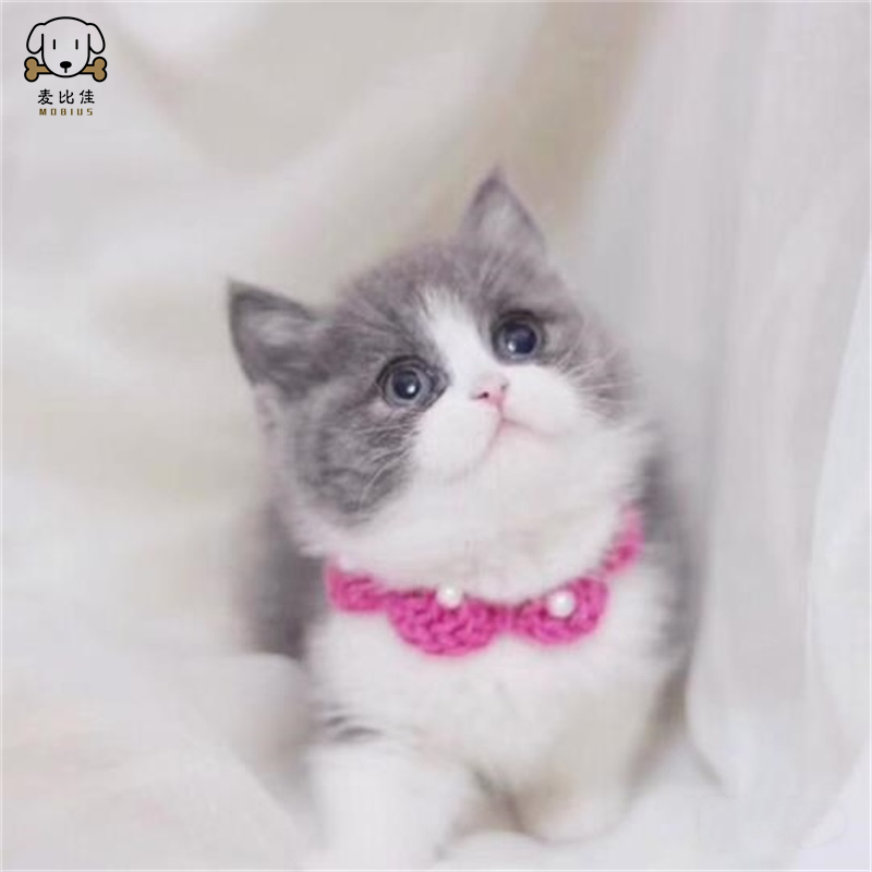 麦比佳 英短蓝白猫咪 曼基康矮脚猫 蓝白矮脚 纯种血统宠物猫咪活体幼崽 英国短毛幼猫健康保障公母有视频选高清大图