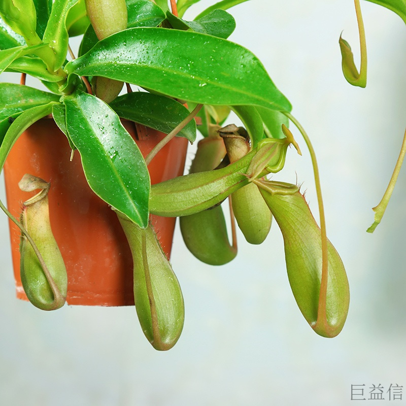 花小象园艺用品猪笼盆栽食虫驱蚊植物猪笼苗奇趣捕虫植物室内客厅绿植盆栽带盆栽好猪笼塑料盆挂钩 价格图片品牌报价 苏宁易购白熊家装专营店