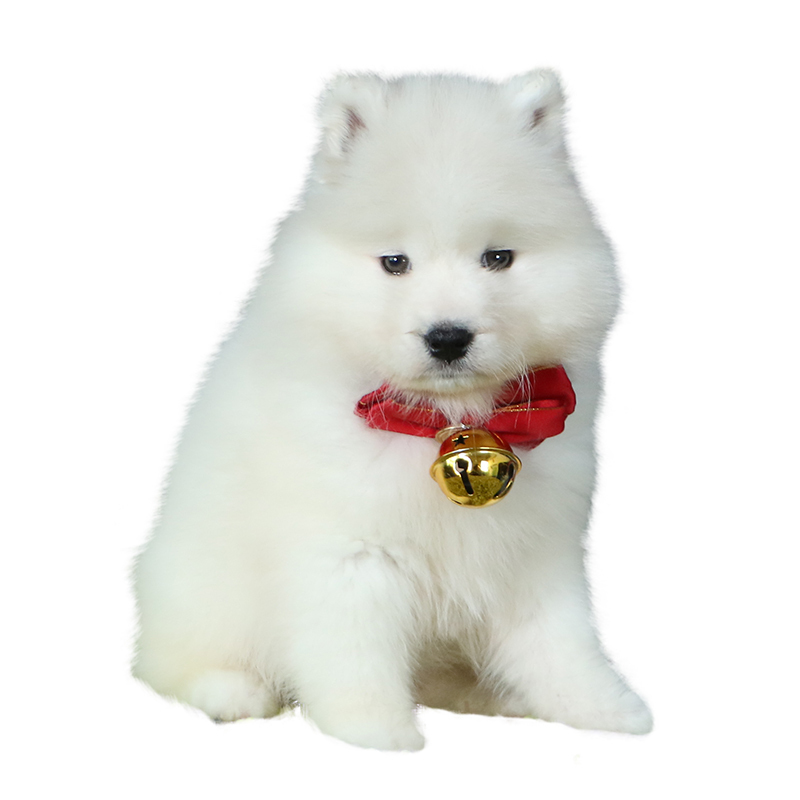 纯种萨摩耶幼犬活体白色微笑天使中小型犬