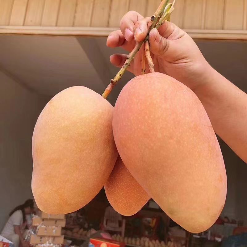 [西沛生鲜]新鲜红玉芒 净重8.5斤 大果 单果300g+高清大图