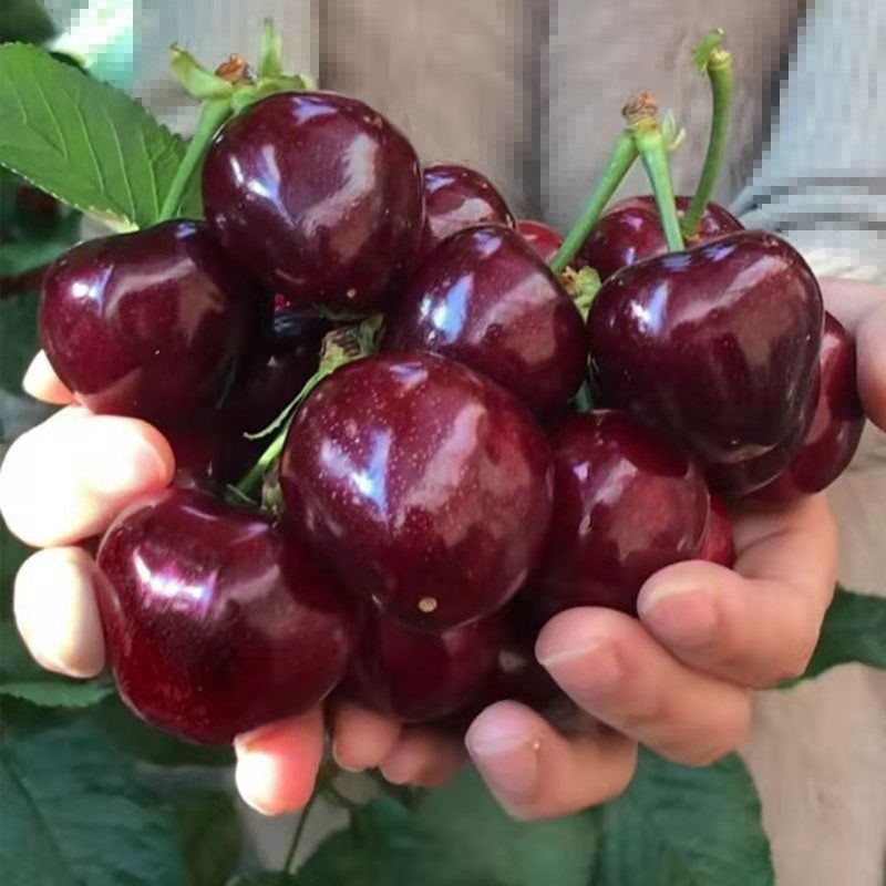 赛卡伊顺丰智利车厘子新鲜水果大樱桃jj特大一整箱5斤批发