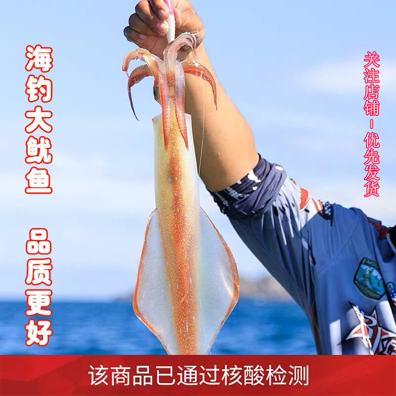 [国产][已通过核酸检测]沈志雄 东山岛海鲜大鱿鱼海钓大管鲜活速冻 2-6条 共2斤