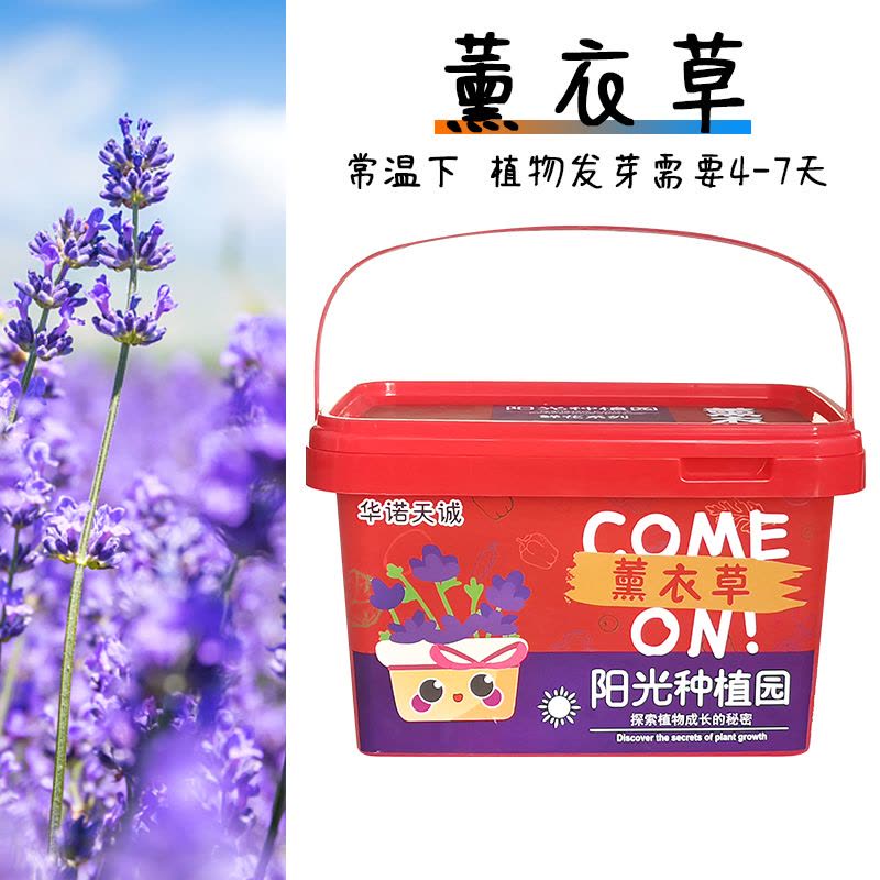 儿童种植吧阳光房玩具小学生花创意植物种菜科学实验套装手工diy图片