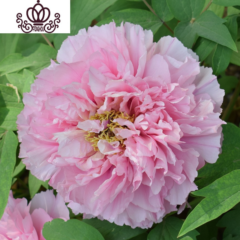 封后正宗洛阳重瓣观赏大花牡丹花苗绿植物盆栽花卉室内外庭院种植大苗粉中冠 8 10分叉 不含盆报价 参数 图片 视频 怎么样 问答 苏宁易购
