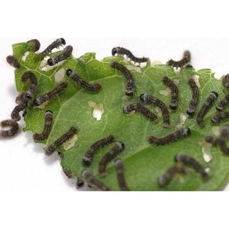 蚕宝宝活体春蚕幼虫活物儿童学生养蚕套装小蚕1龄234龄送新鲜 1龄蚕宝宝20条 新鲜桑叶