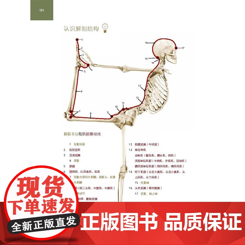 运动中的解剖列车 肌筋膜经线身体地图的运动和觉察探索 凯琳·谷特纳 著 运动高清大图