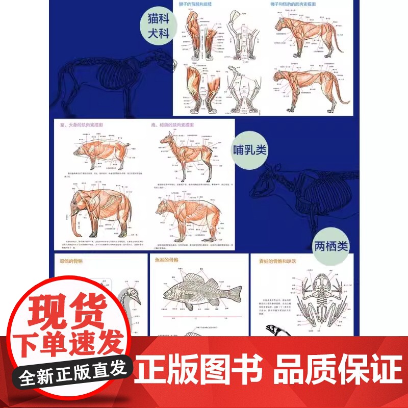 动物与人体的比较解剖书 (日)加藤公太,(日)小山晋平 著 张文慧 译 大学教材艺术 正版图书籍 电子工业出版社高清大图