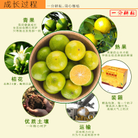 顺丰快递 果子现摘 10斤装 正宗德庆皇帝柑 贡柑 新鲜整箱现摘现发 橘子桔子当季水果橙子