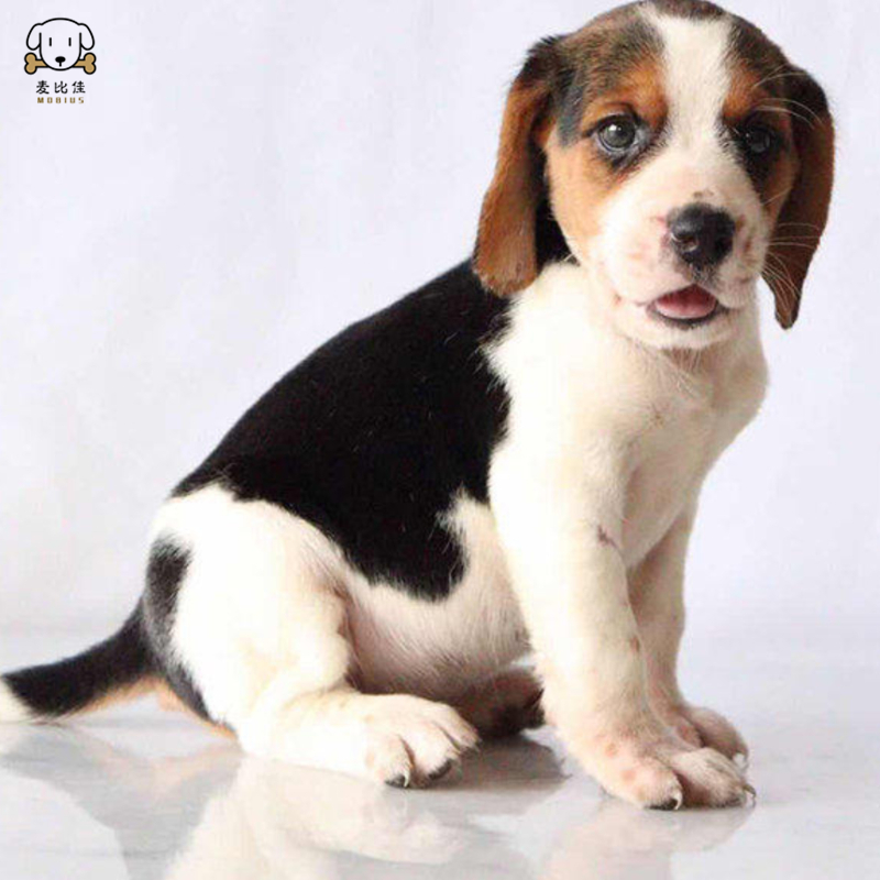 麦比佳 比格犬幼犬 比格犬狗狗活体 纯种血统家庭犬小体比格幼崽短毛米格鲁犬比格宠物狗健康保障视频挑选 空运直达