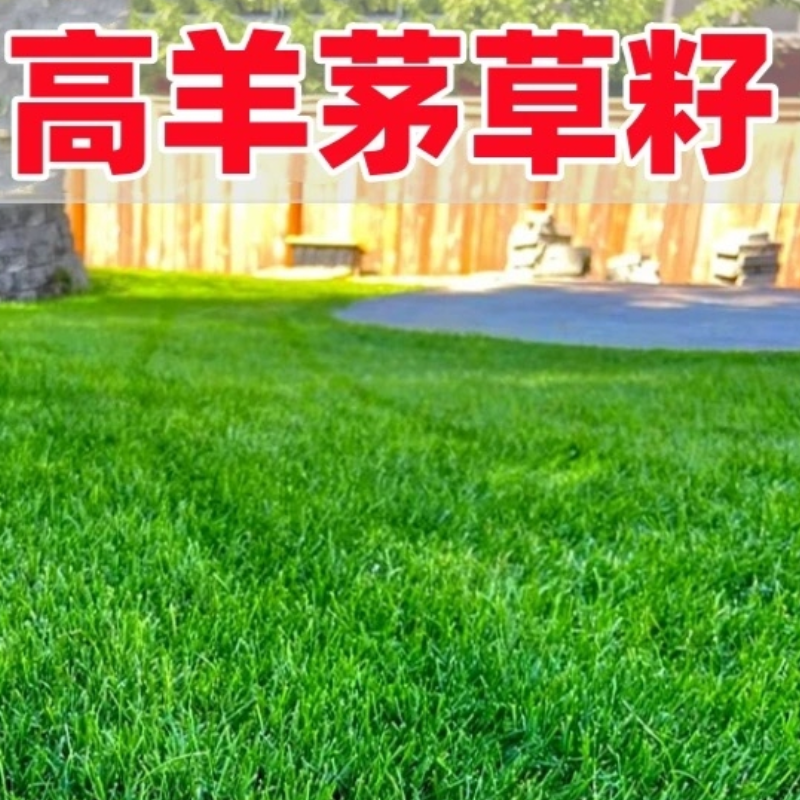诚智旺 高羊茅草籽 白标 净籽/千克高清大图