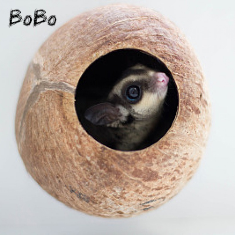 蜜袋鼯小飞鼠宠物鼯鼠宝宝蜜袋鼬密袋鼠可爱小