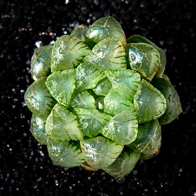 美诺花园 姬玉露 十二卷多肉植物防辐射肉肉植物绿植花卉盆栽 多