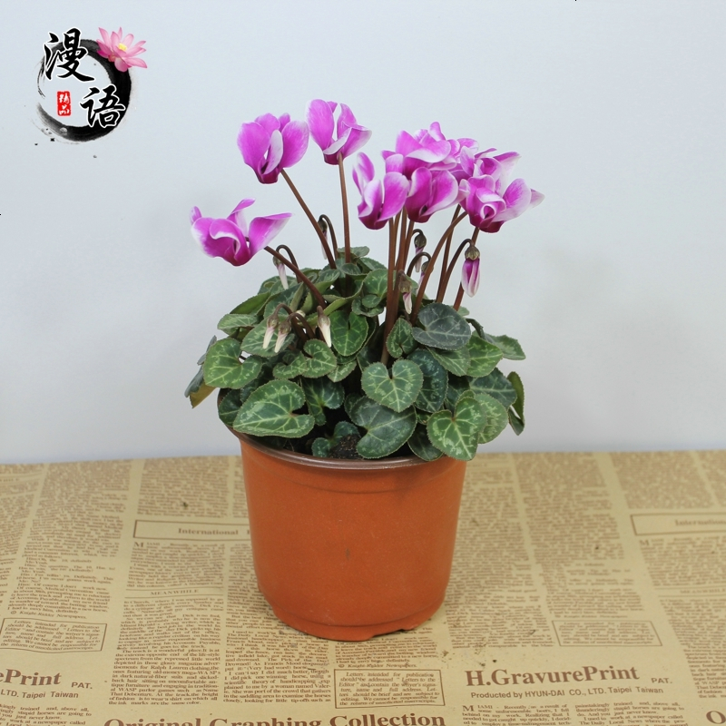 鸿盾园艺用品仙客来盆栽花卉观花植物阳台办公室内绿色趣味盆栽包邮带花发货 价格图片品牌报价 苏宁易购新创家居专营店