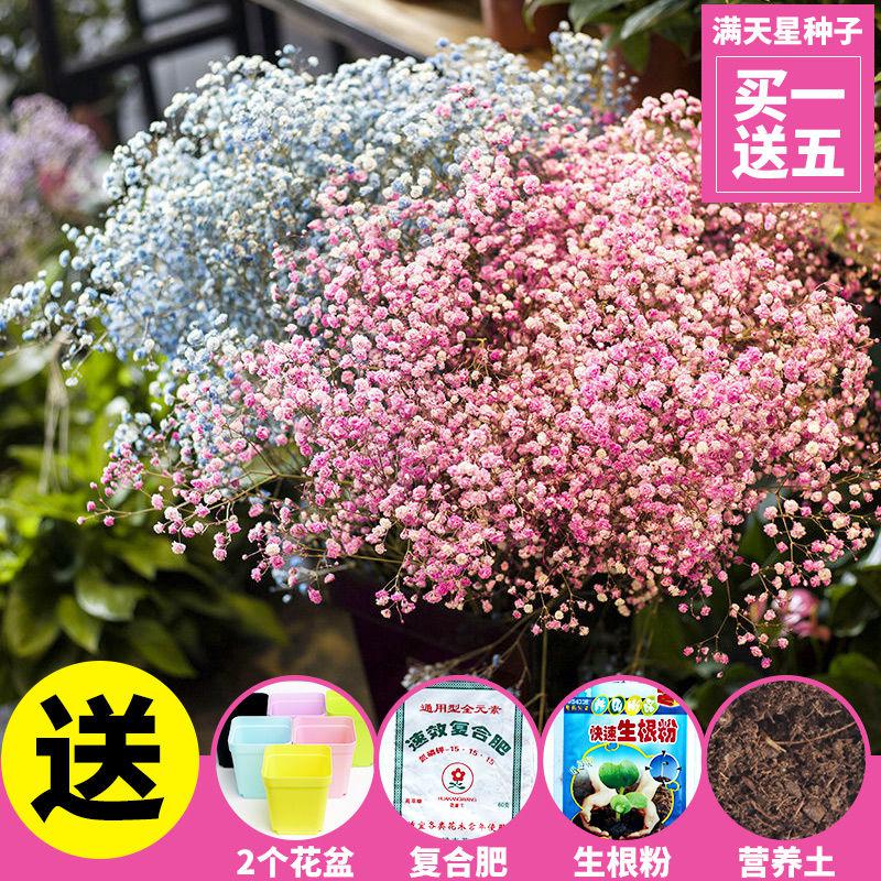 满天星花种 报价行情 排行 品牌 参数 怎么样 图片 商家 苏宁易购
