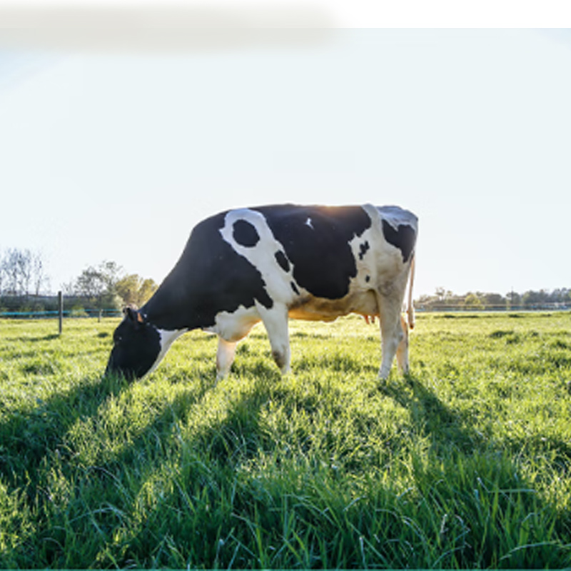 土姥姥 新疆3.6有机纯牛奶200ML*10盒高清大图