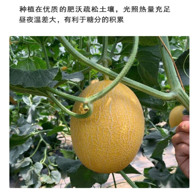 哈密瓜种子天玺金蜜1000粒高清大图