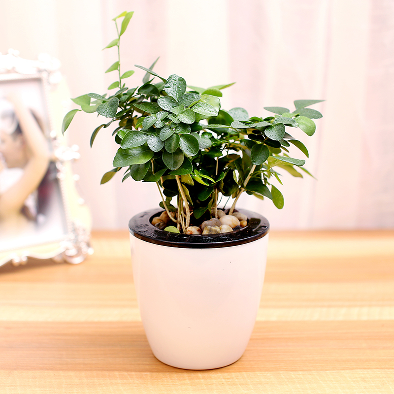 【九里香+吸水盆，绿植盆栽套装】绿植绿萝盆栽驱蚊水培植物绿箩办公室盆栽袖珍椰子盆景带盆栽好园艺用品花卉绿植