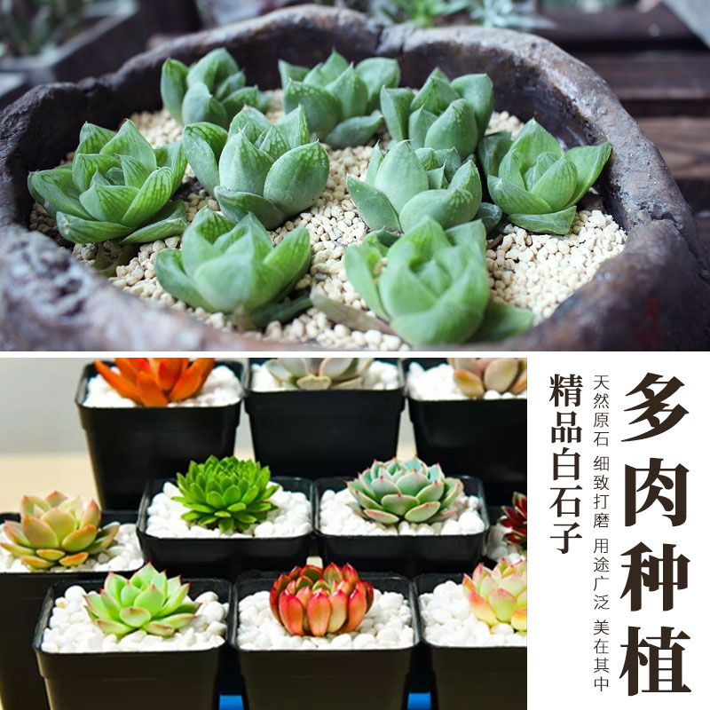 [补贴10%]天然雨花石小白石子多肉铺面盆栽花盆庭院造景装饰白色石头溪流高清大图