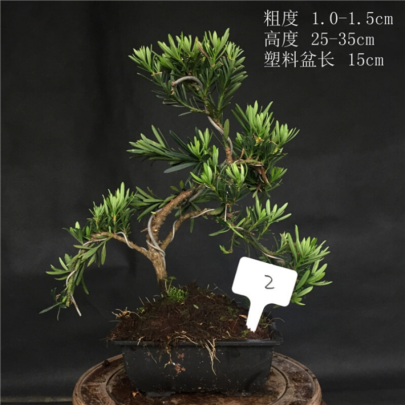 18新款小品原生小叶罗汉松罗汉松盆景盆栽江浙雀舌罗汉松实物乳白色1含盆