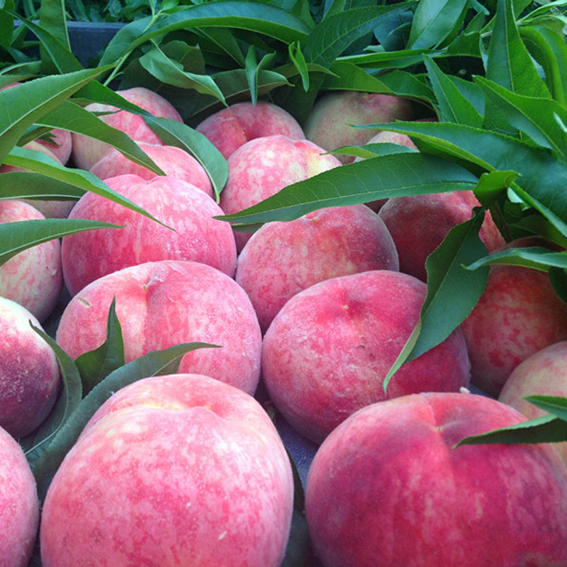 现摘水蜜桃水果新鲜桃子当季毛桃脆甜蜜桃非无锡阳山水蜜桃非油桃蟠桃