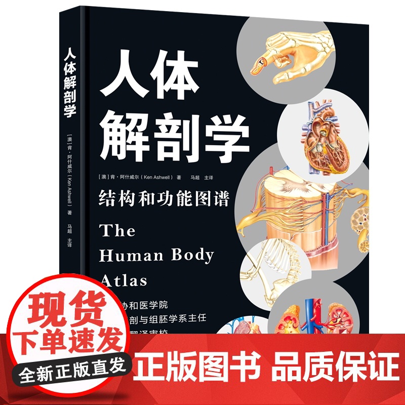 人体解剖学 经典入门 基础医学通用教程!澳大利亚广泛使用的解剖学基础教材 彩色结构和功能图谱解刨书籍高清大图