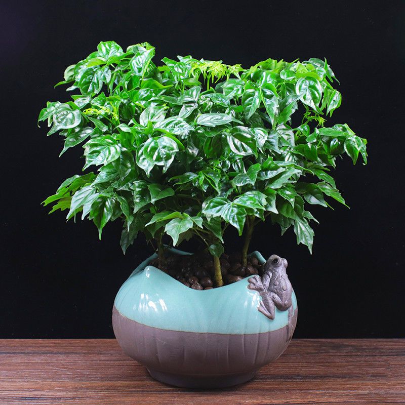 幸福树盆栽植物四季常青办公室内客厅盆景净化空气吸甲醛桌面绿植