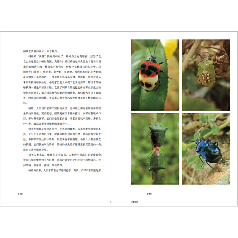 [正版]与虫在野 作家半夏博物学新作5年详细观察记录刘华杰教授作序 昆虫学自然观察笔记生物动物学书籍昆虫观察记录广西