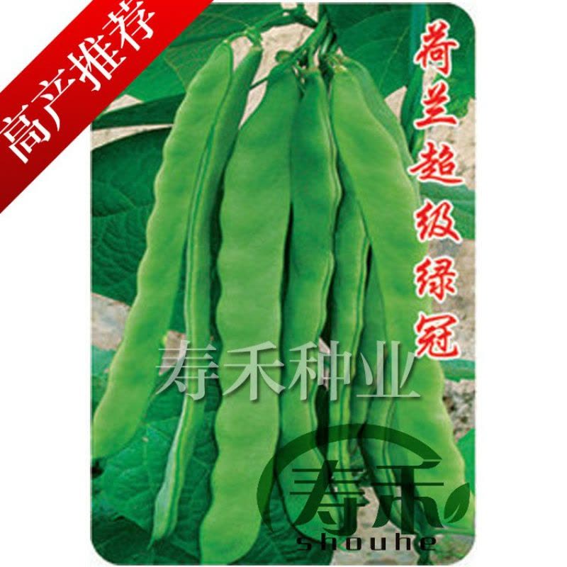 油豆角5公斤 荷兰超级绿冠芸豆种子超宽赛冠王油豆角架扁豆早熟高产豆角种籽