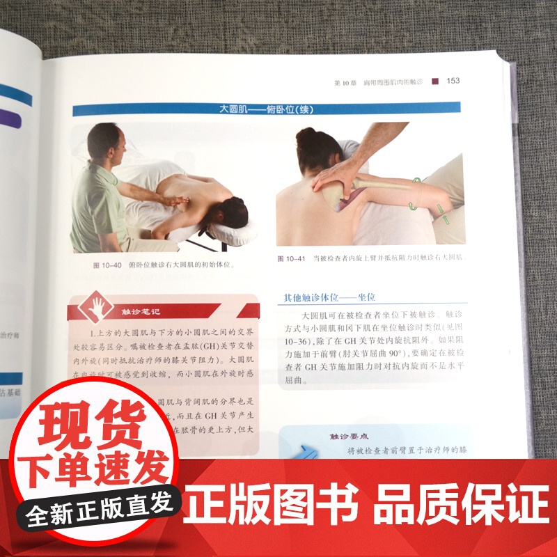 书]肌肉与骨骼触诊手册:基于扳机点、牵涉痛及牵伸治疗(第2版) 肌肉骨骼系统体表解剖触诊 手法治疗物理治疗师高清大图