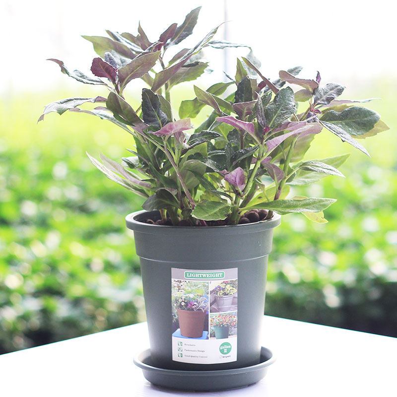 盆栽食用降糖草泰国草富贵菜白子鸡毛菜新鲜尼基罗视频